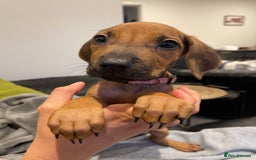 Rhodesian Ridgeback dogs for sale: Pedigree Ridgeback Puppies - READY FOR VIEWING in Scunthorpe - Image 10