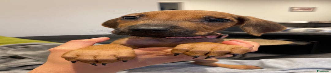 Girl - Rhodesian Ridgeback Puppy - Pink