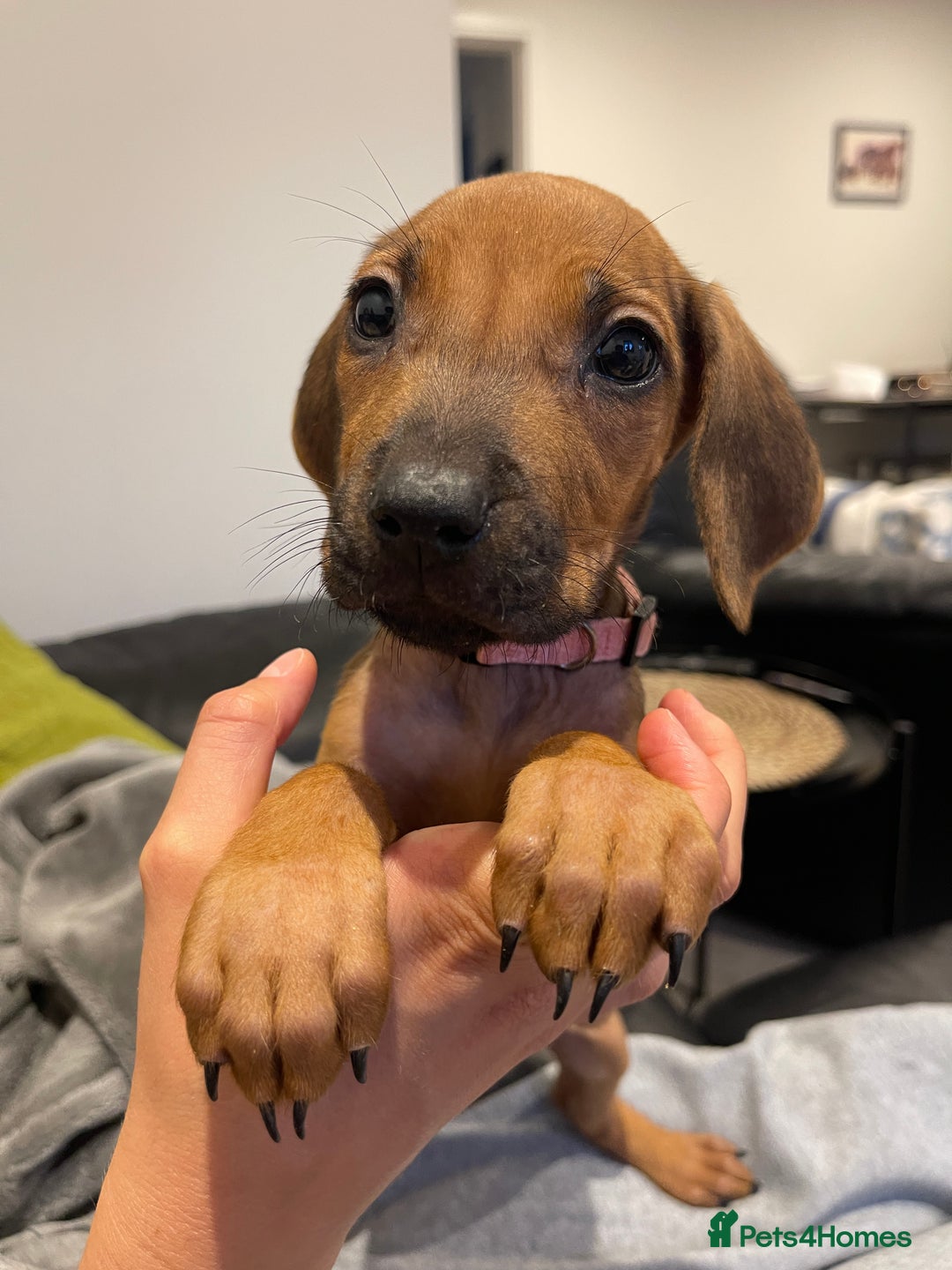 Rhodesian Ridgeback dogs for sale: Pedigree Ridgeback Puppies - READY FOR VIEWING in Scunthorpe - Image 10