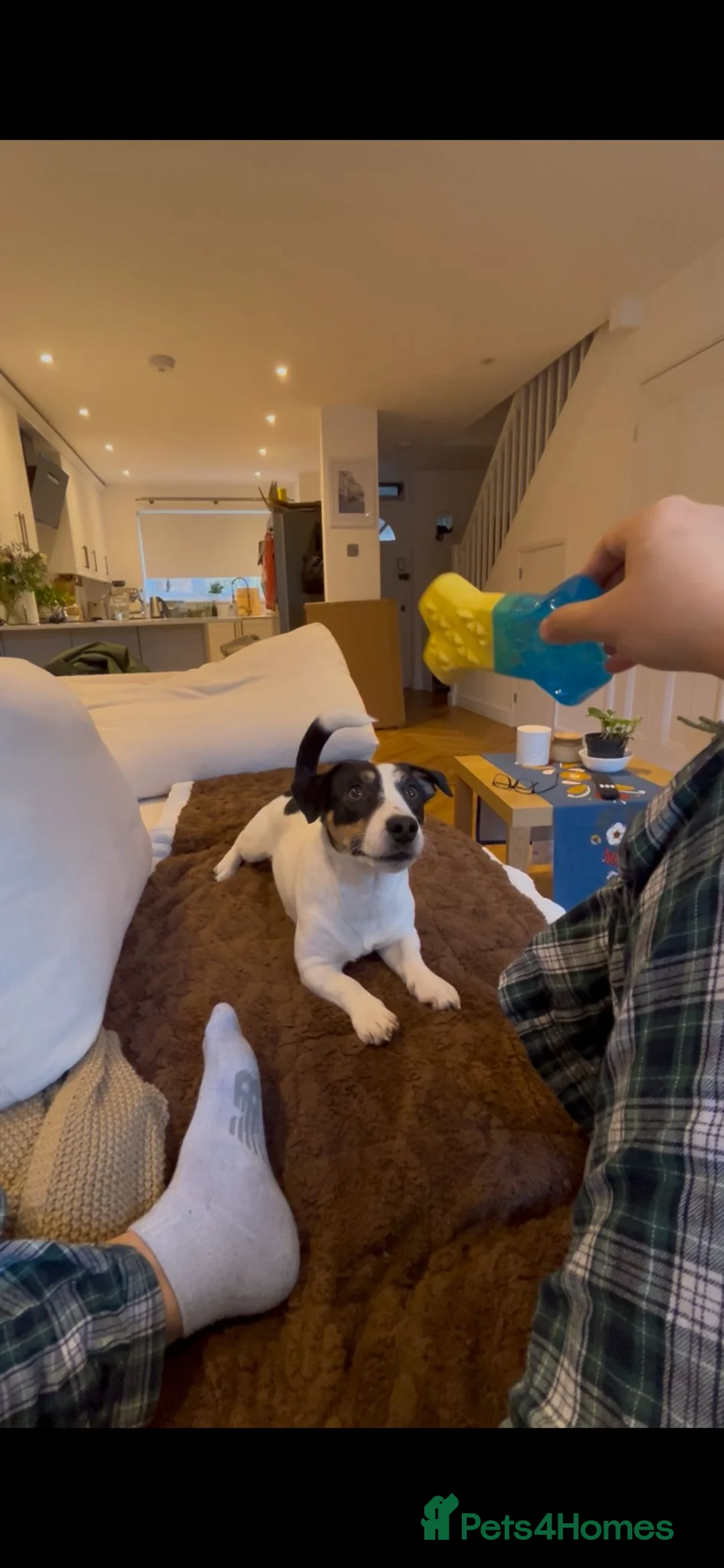 Jack Russell dogs for stud: Jack Russell Terrier Stud Available - Advert 4