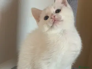 British Shorthair cats Ragdoll/BSH and Domestic mixed kittens - Advert 14