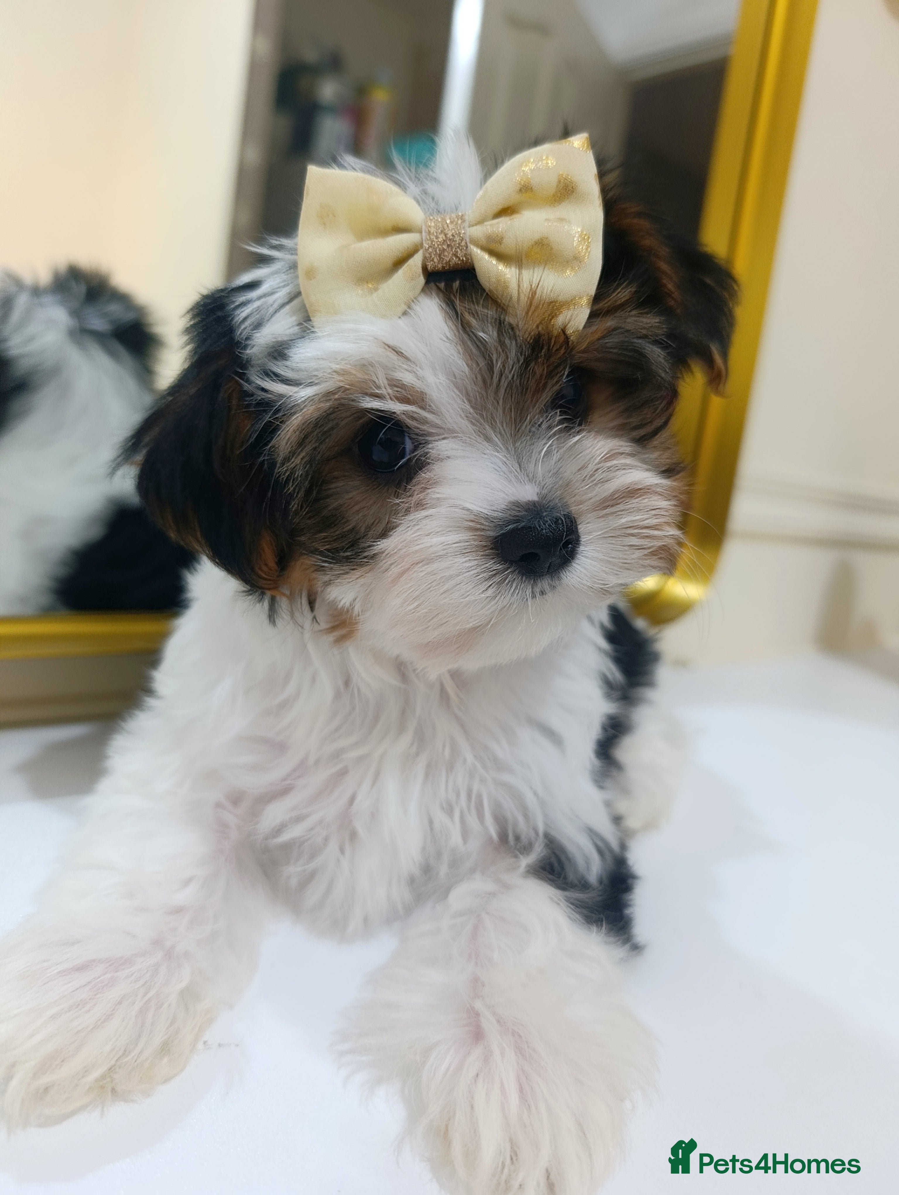 Biewer Terrier dogs Biewer Terrier DNA tested 🧬 5 gen Pedigree 📃 - Advert 2