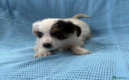 Jack Russell dogs for sale: Mini Jack Russell Terrier puppy - Image 9