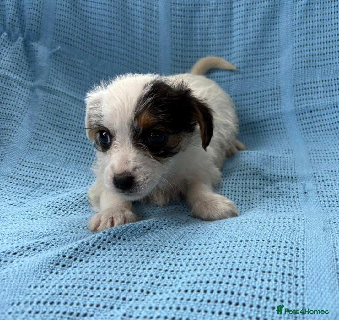Jack Russell dogs for sale: Mini Jack Russell Terrier puppy - Image 9