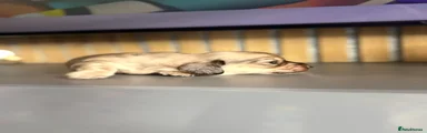 Miniature Dachshund 4