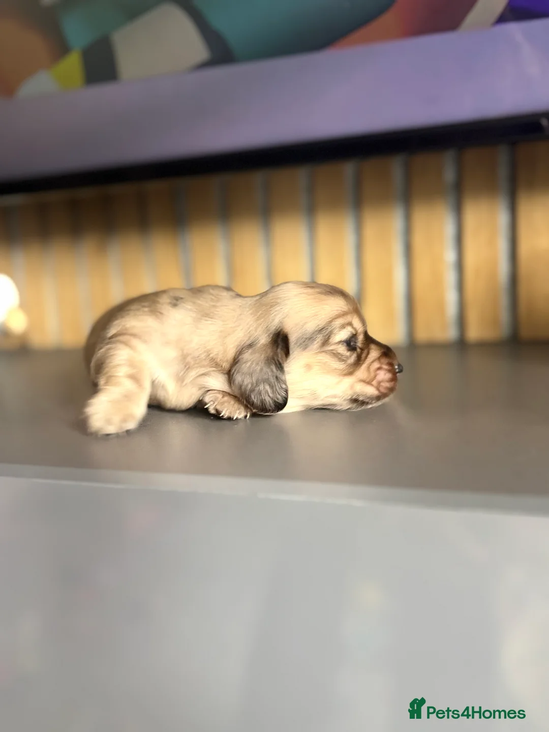 Miniature Dachshund dogs for sale: Miniature dachshund puppies  in Stoke-on-Trent - Advert 2