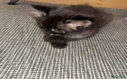 British Longhair cats for sale: British Longhair kittens Two  - Image 11
