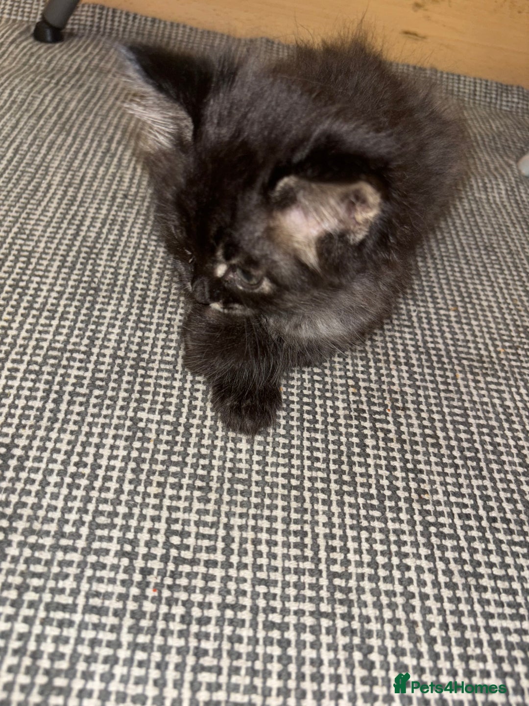British Longhair cats for sale: British Longhair kittens Two  - Image 11