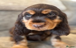 Cocker Spaniel dogs for sale: BEAUTIFUL SHOW TYPE COCKER SPANIELS  - Image 1