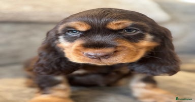 Cocker Spaniel dogs - Advert 12