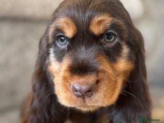 Cocker Spaniel dogs - Advert 2