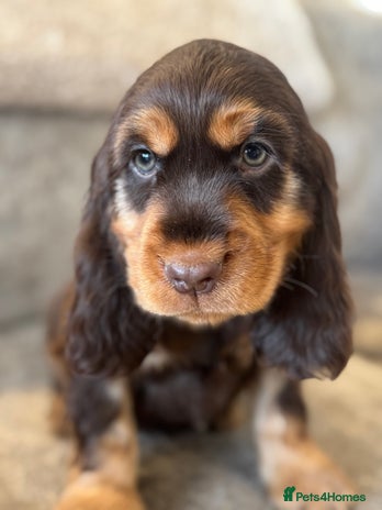Cocker Spaniel dogs - Advert 7