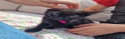 Mixed Breed cats for sale: 5 beautiful black kittens 10weeks 2xfemales 3xmale in Stockport - Advert 2