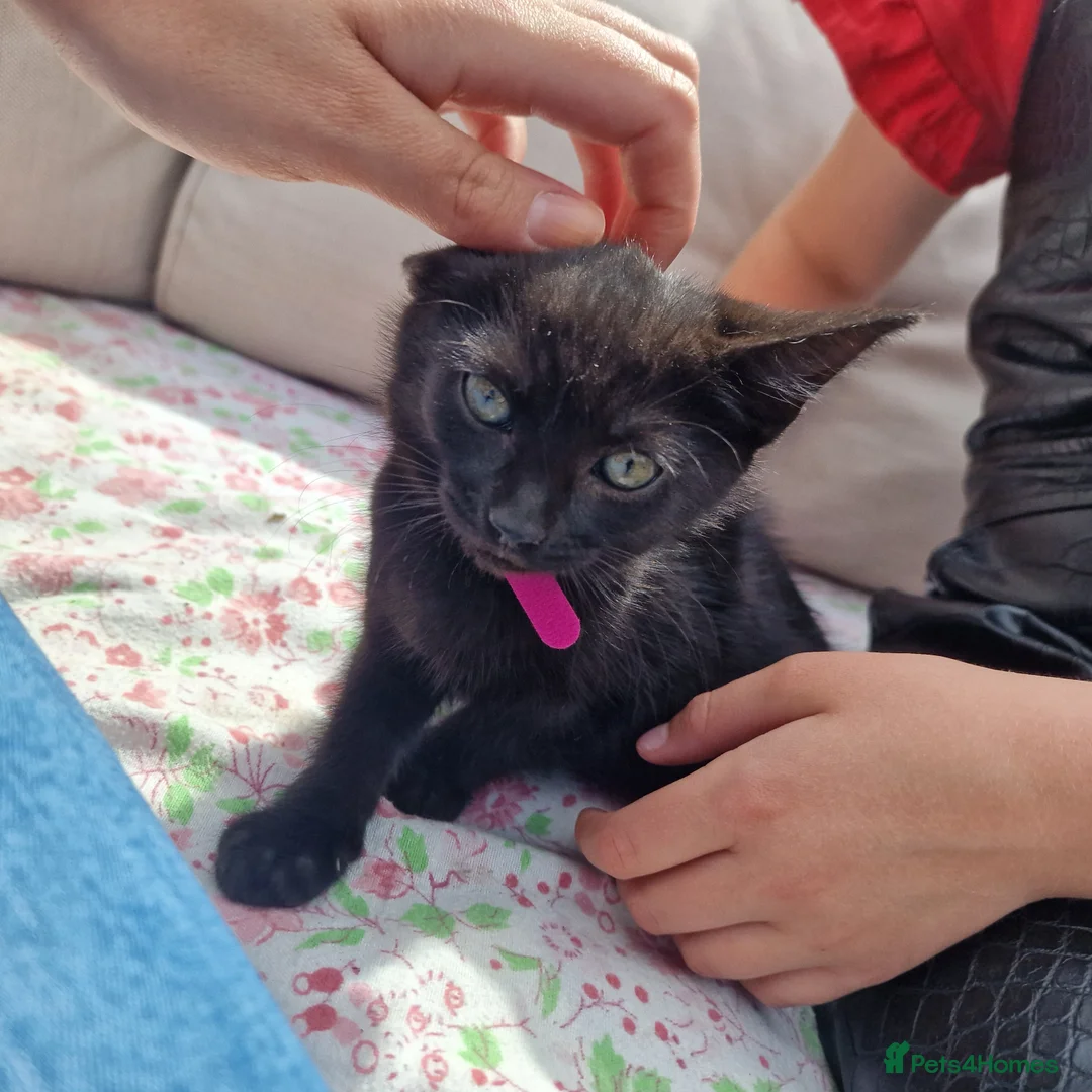 Mixed Breed cats for sale: 5 beautiful black kittens 10weeks 2xfemales 3xmale in Stockport - Advert 2
