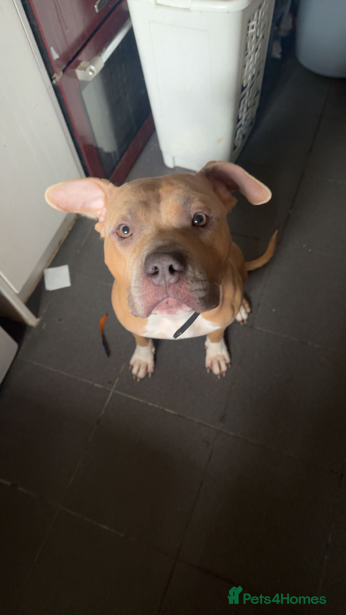Mixed Breed dogs Gorgeous staffie cross available for adoption  in South Ockendon - Advert 1