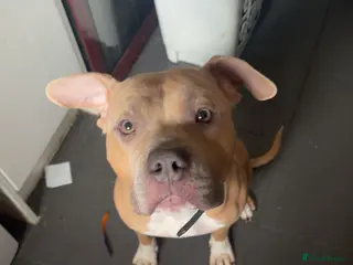 Mixed Breed dogs Gorgeous staffie cross available for adoption in South Ockendon - Advert 1