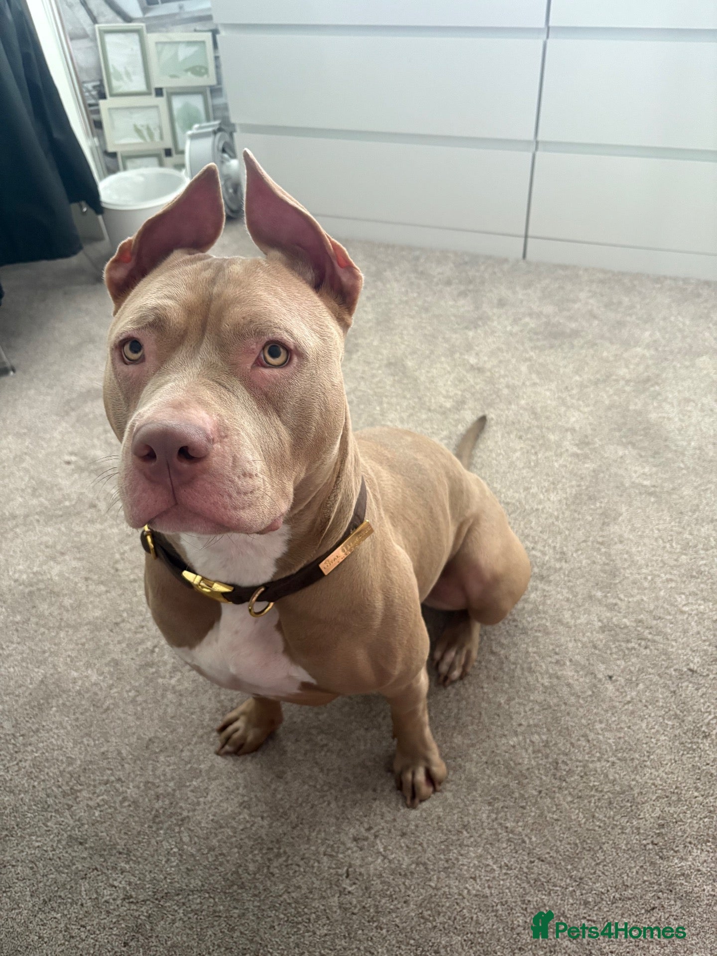 Mixed Breed dogs 1year old pocket / staff , sadie - Advert 10