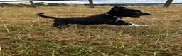 Mixed Breed dogs for sale: Kelpie x collies BEAUTIFUL LITTER - Advert 9