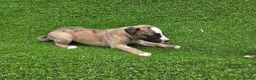 Whippet dogs for sale: Beautiful KC Registered Whippet Pups. - Advert 15