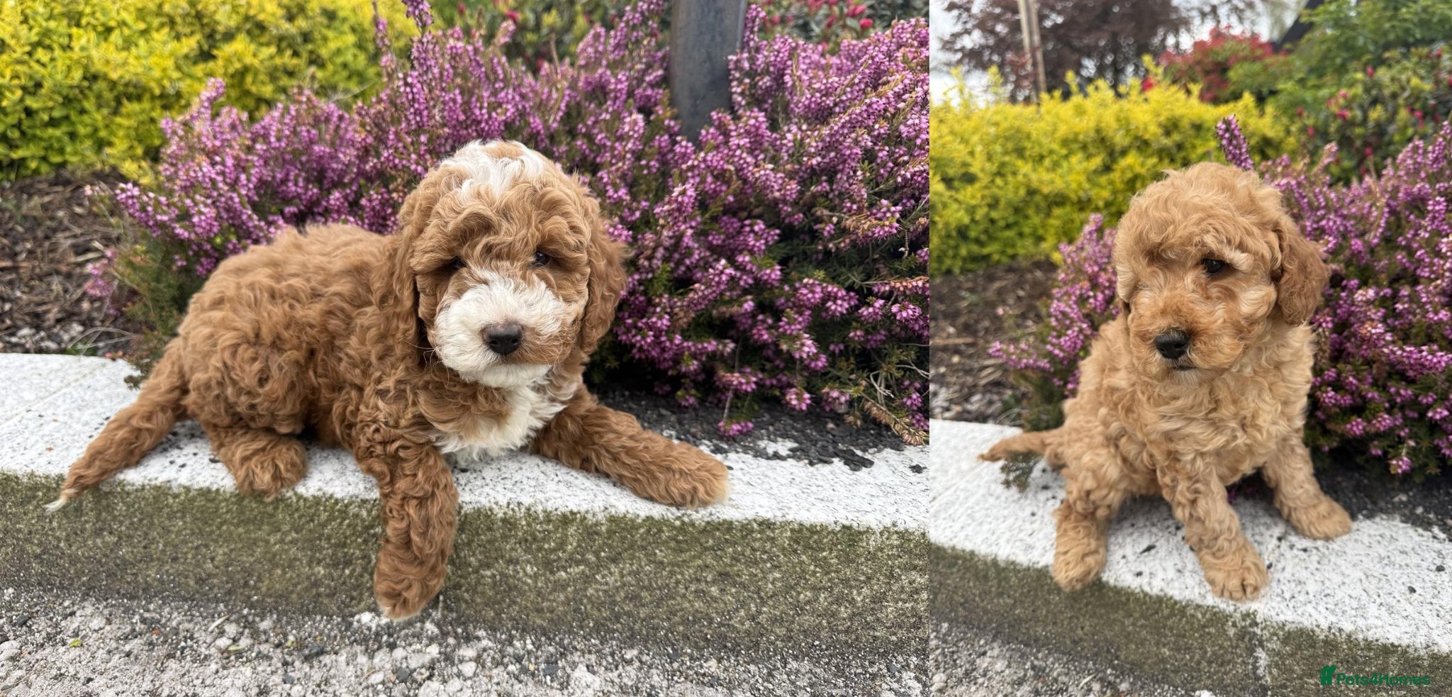 Cavapoo dogs Cavapoo pupies - Advert 14