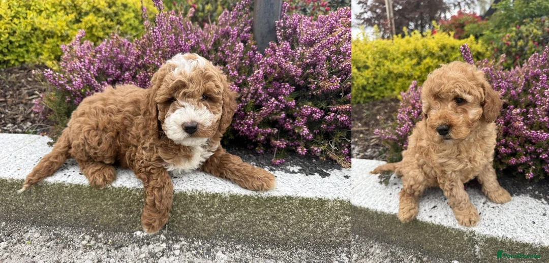 Cavapoo dogs for sale: Cavapoo pupies - Advert 1