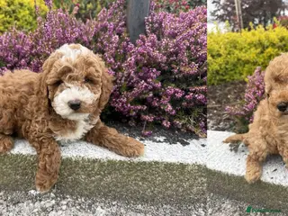 Cavapoo dogs Cavapoo pupies - Advert 9