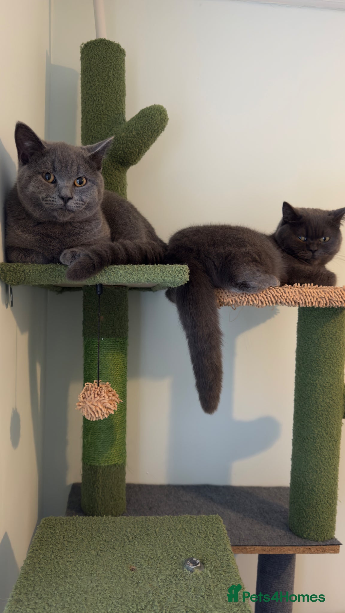 Mixed Breed cats Scottish straight cats - Advert 2