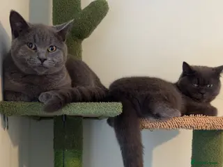 Mixed Breed cats Scottish straight cats - Advert 11