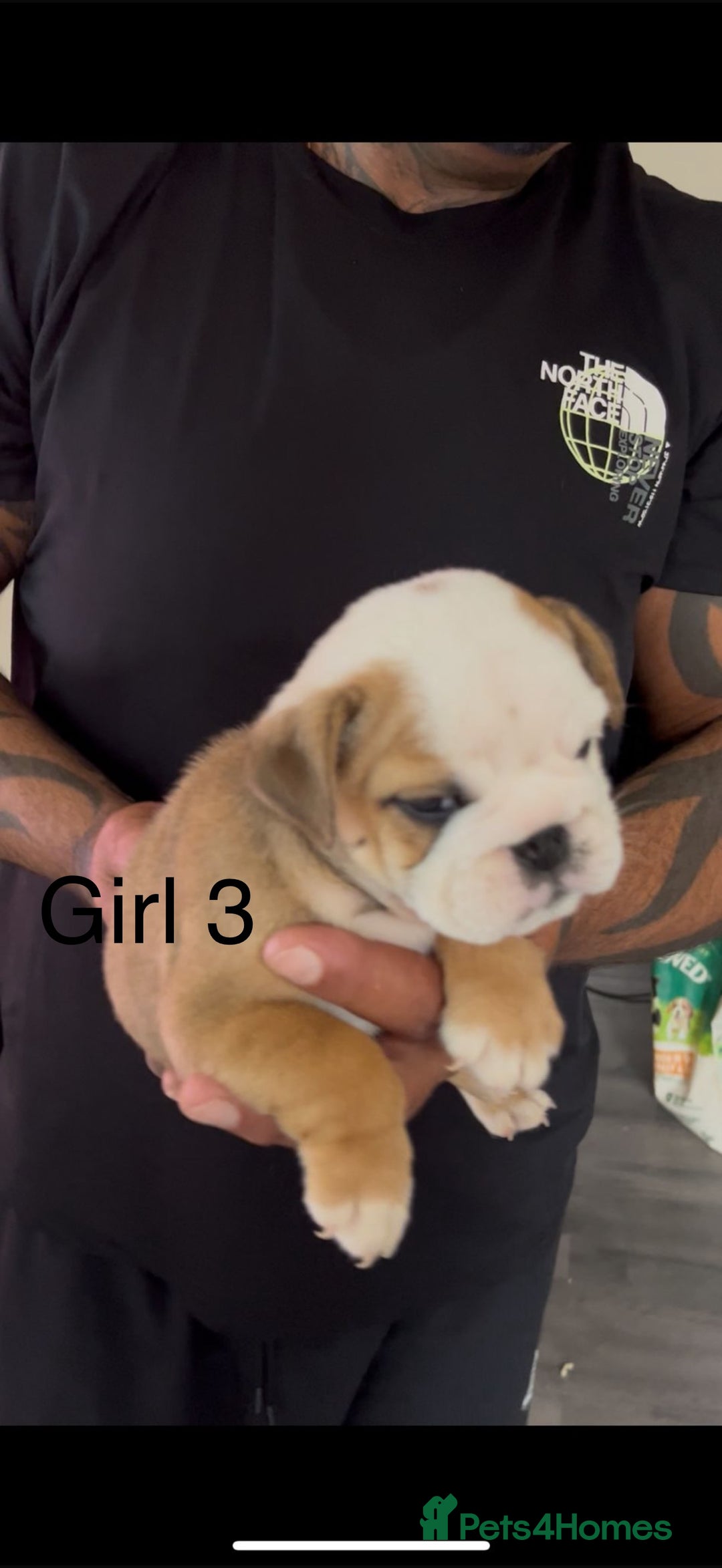 English Bulldog dogs for sale: KC Reg Traditional English Bulldog puppies - Image 13