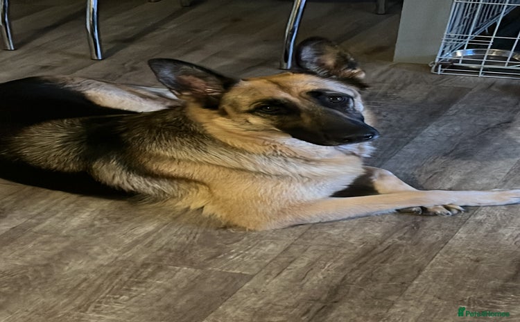 German Shepherd dogs - Advert 1