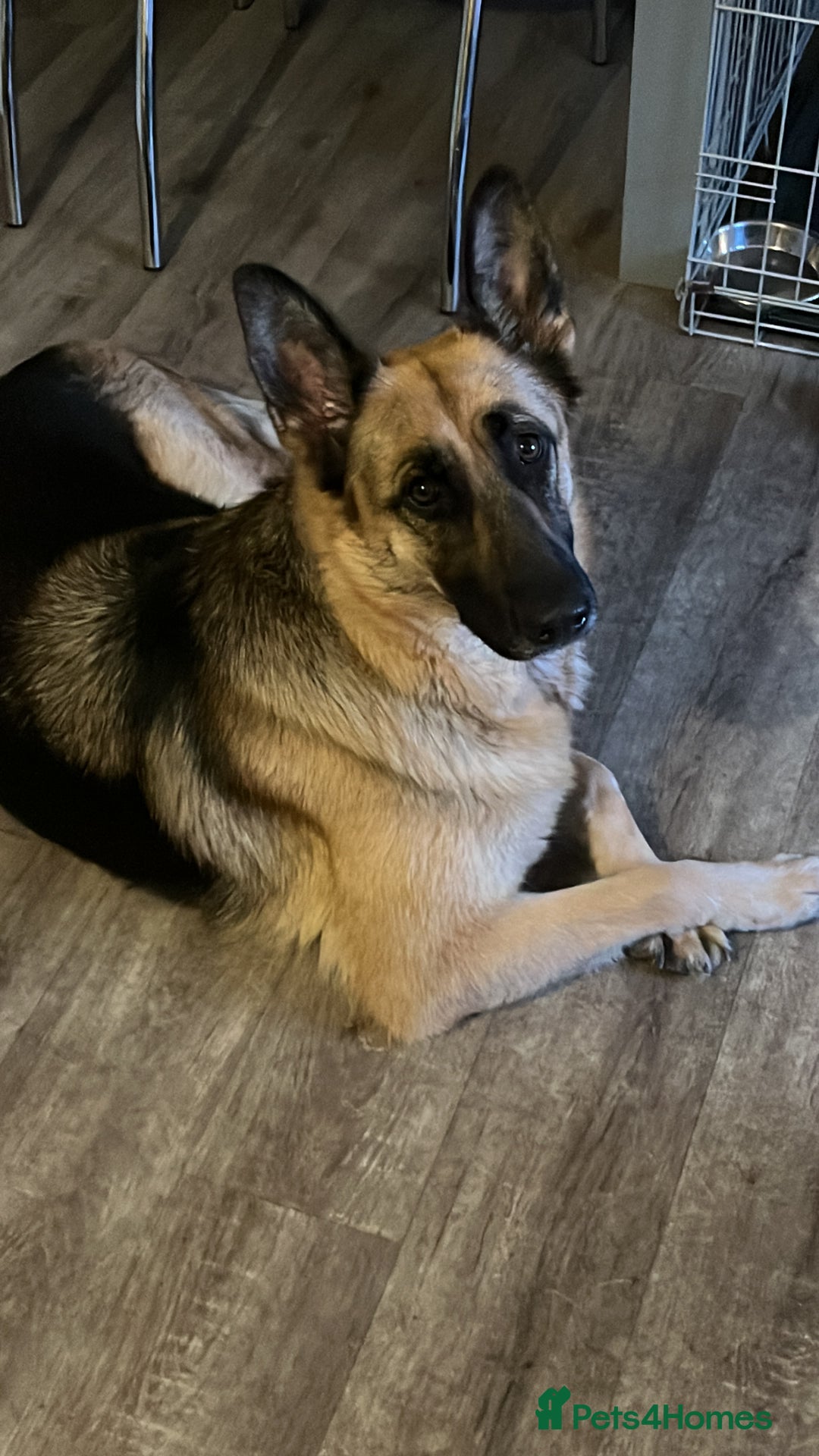 German Shepherd dogs for sale: German Shepherd  - Image 1