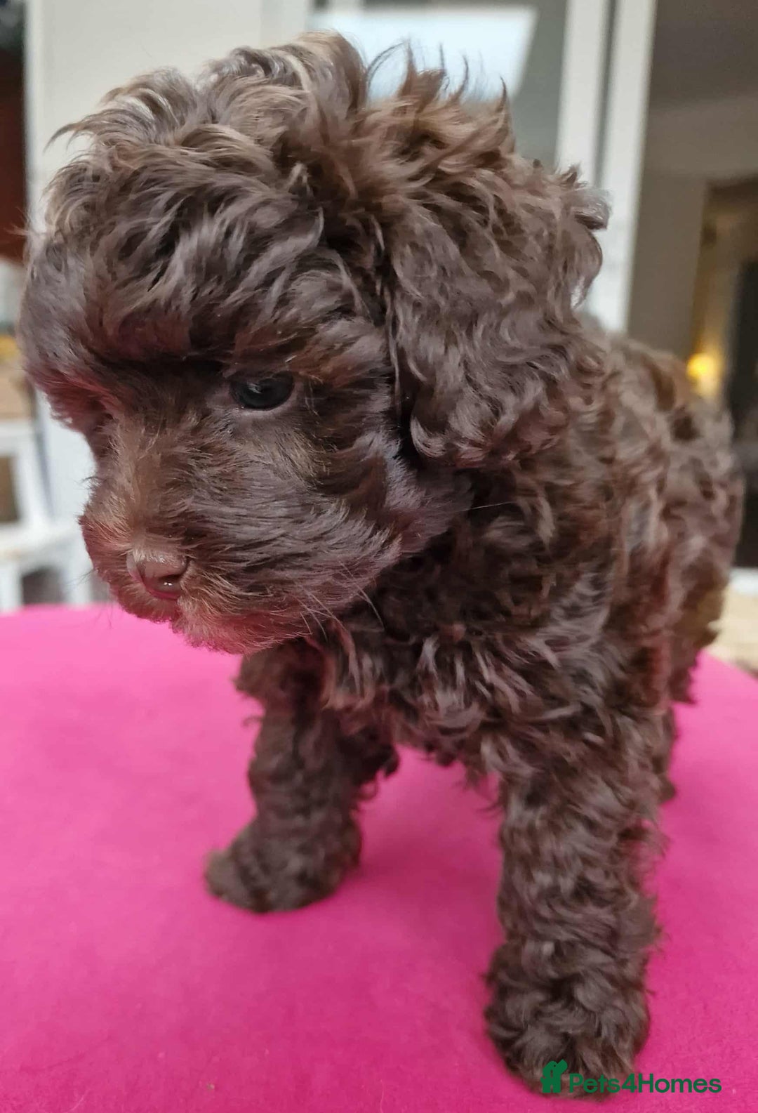 Mixed Breed dogs for sale: Mikipoos  - Image 5