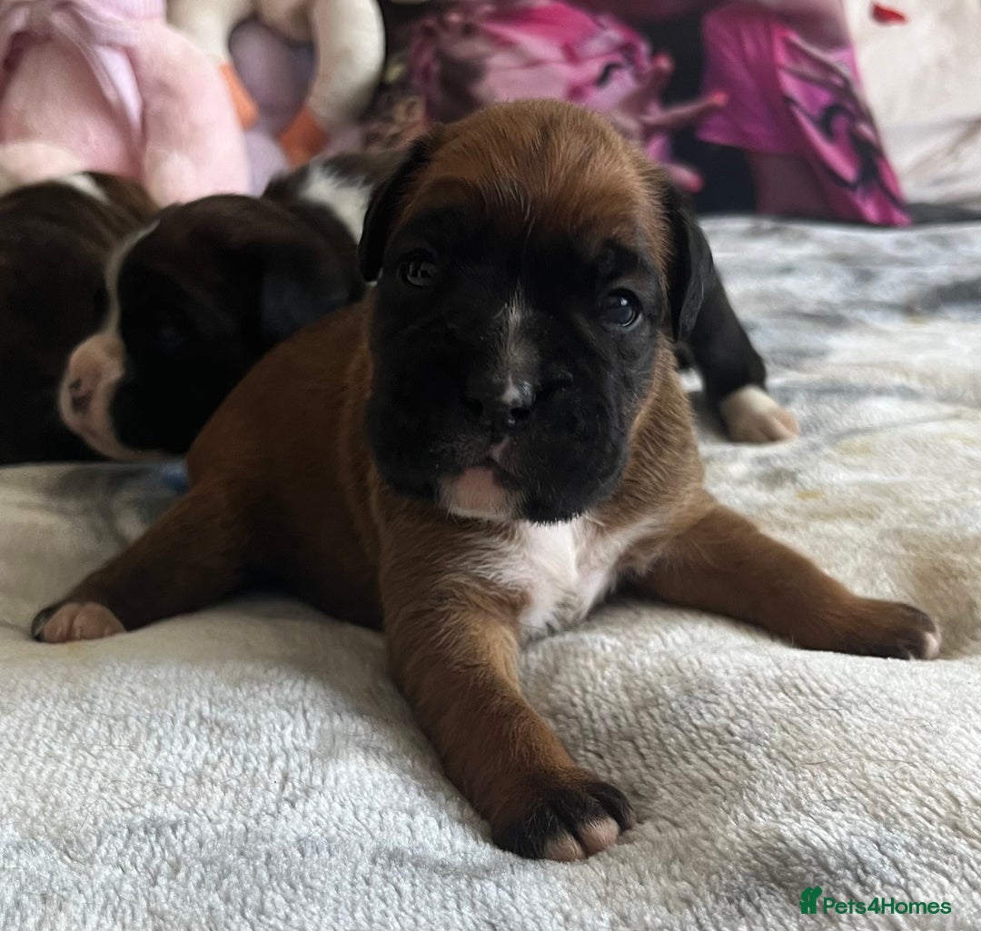 Boxer dogs for sale: Beautiful boxer babies bob/long  - Image 33