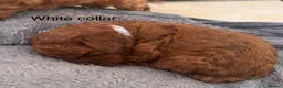 Cavapoo dogs for sale: 💕💕💕  F1 Cavapoo females Deep  Red  puppies  - Advert 13