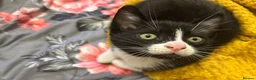 Mixed Breed cats for sale: 🐱 Adorable Kittens Looking for Loving Homes! 🏡❤️ - Advert 21