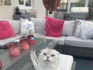 Scottish Fold cats for sale - Advert 1