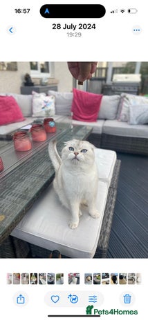 Scottish Fold cats - Advert 1