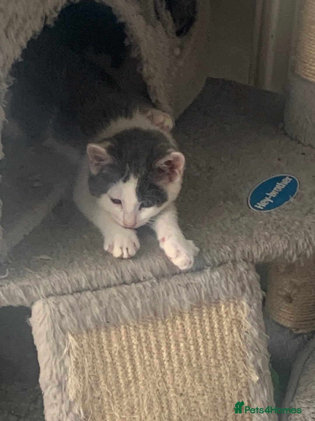 Domestic Shorthair cats for sale: Beautiful kittens ready to go 🐈‍⬛ - Image 13