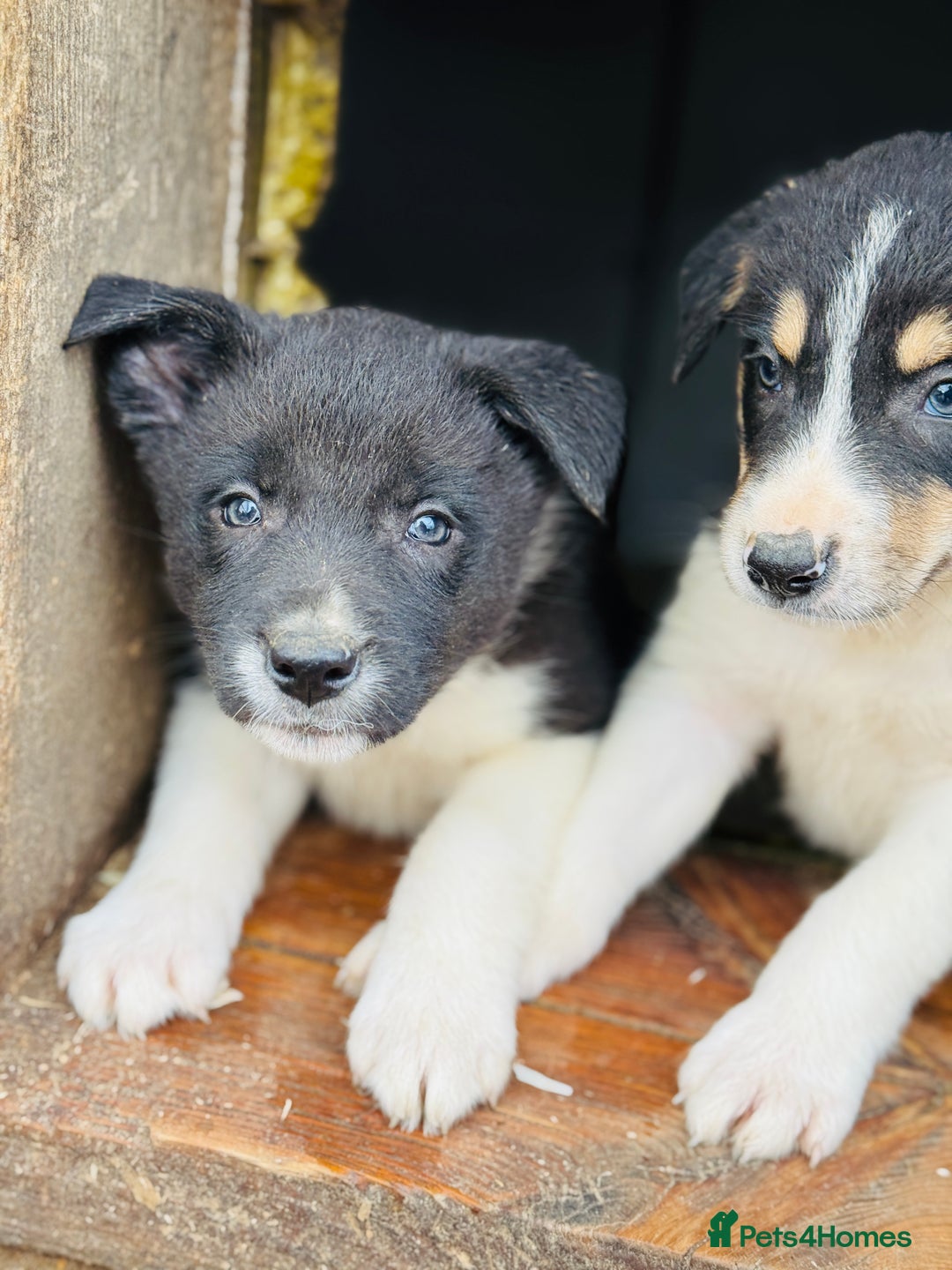 Border Collie dogs for sale: Gorgeous border collie puppies  - Image 5