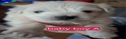 Maltese dogs for sale: Maltese puppies available mid January 2026 - Advert 3