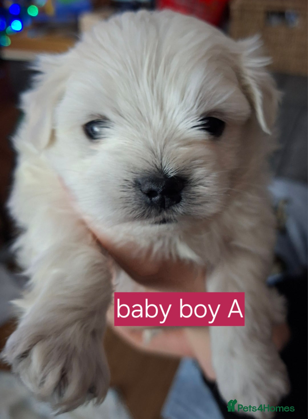 Maltese dogs for sale: Maltese puppies available mid January 2026 - Advert 3