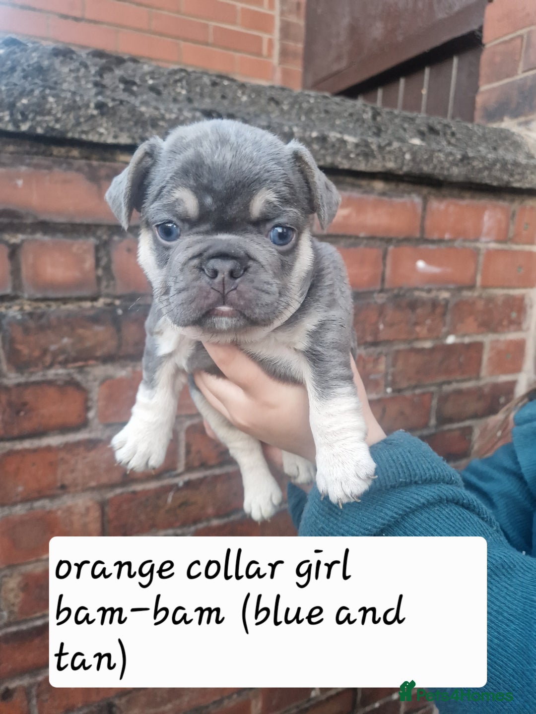 French Bulldog dogs for sale: 6 beautiful frenchies  - Image 9