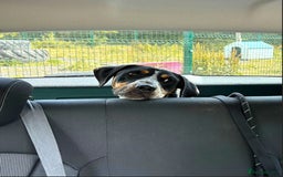 Mixed Breed dogs for adoption: Pippa - The sweetest, softest girl - Image 10