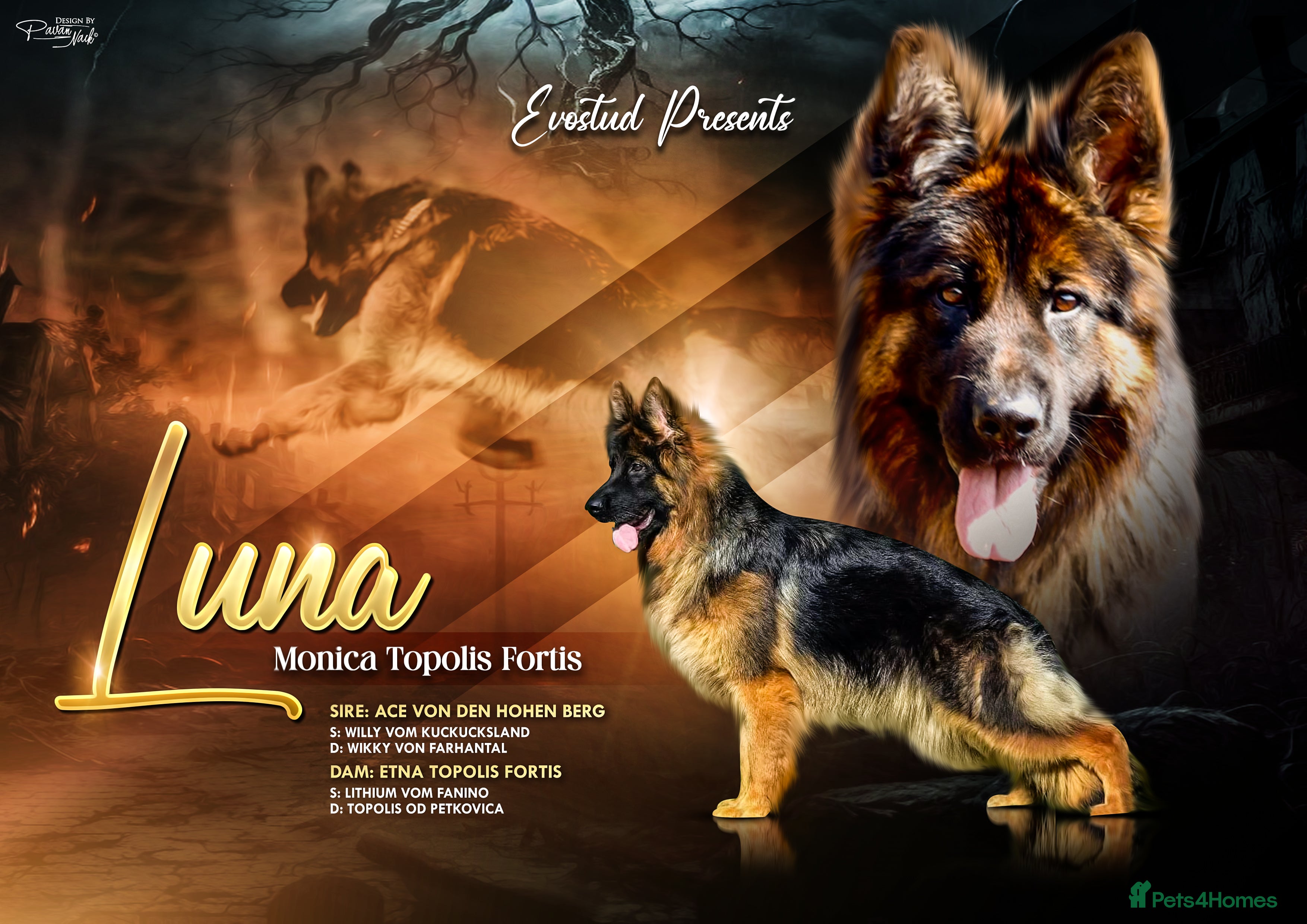 German Shepherd dogs German shepherd female long coat adult  - Advert 2