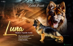 German Shepherd dogs for sale: German shepherd female long coat adult  - Image 1