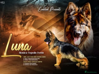 German Shepherd dogs - Advert 8