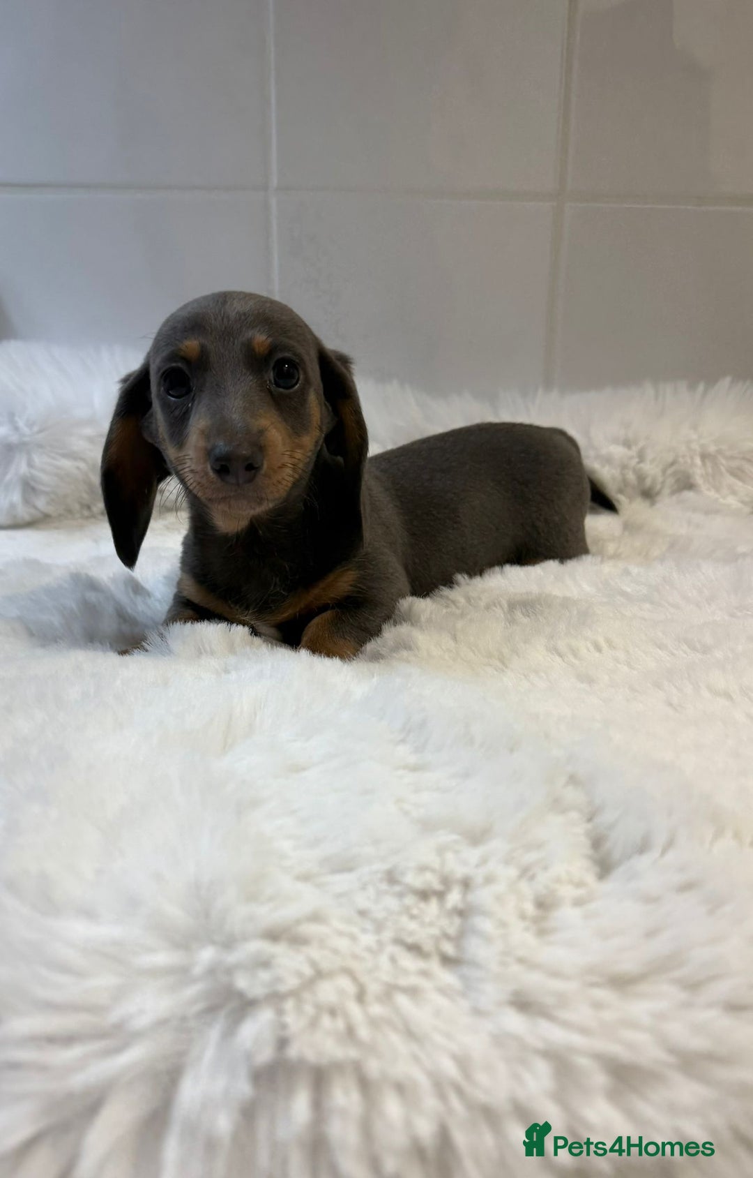 Miniature Dachshund dogs for sale: 2 stunning miniature dachshund puppy’s  - Image 28