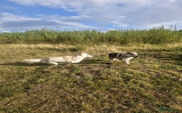 Saarloos Wolfdog dogs for stud: Czech wolfdog Name Cassius - Image 6