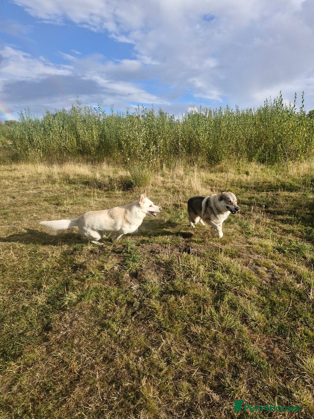 Saarloos Wolfdog dogs for stud: Czech wolfdog Name Cassius - Image 6