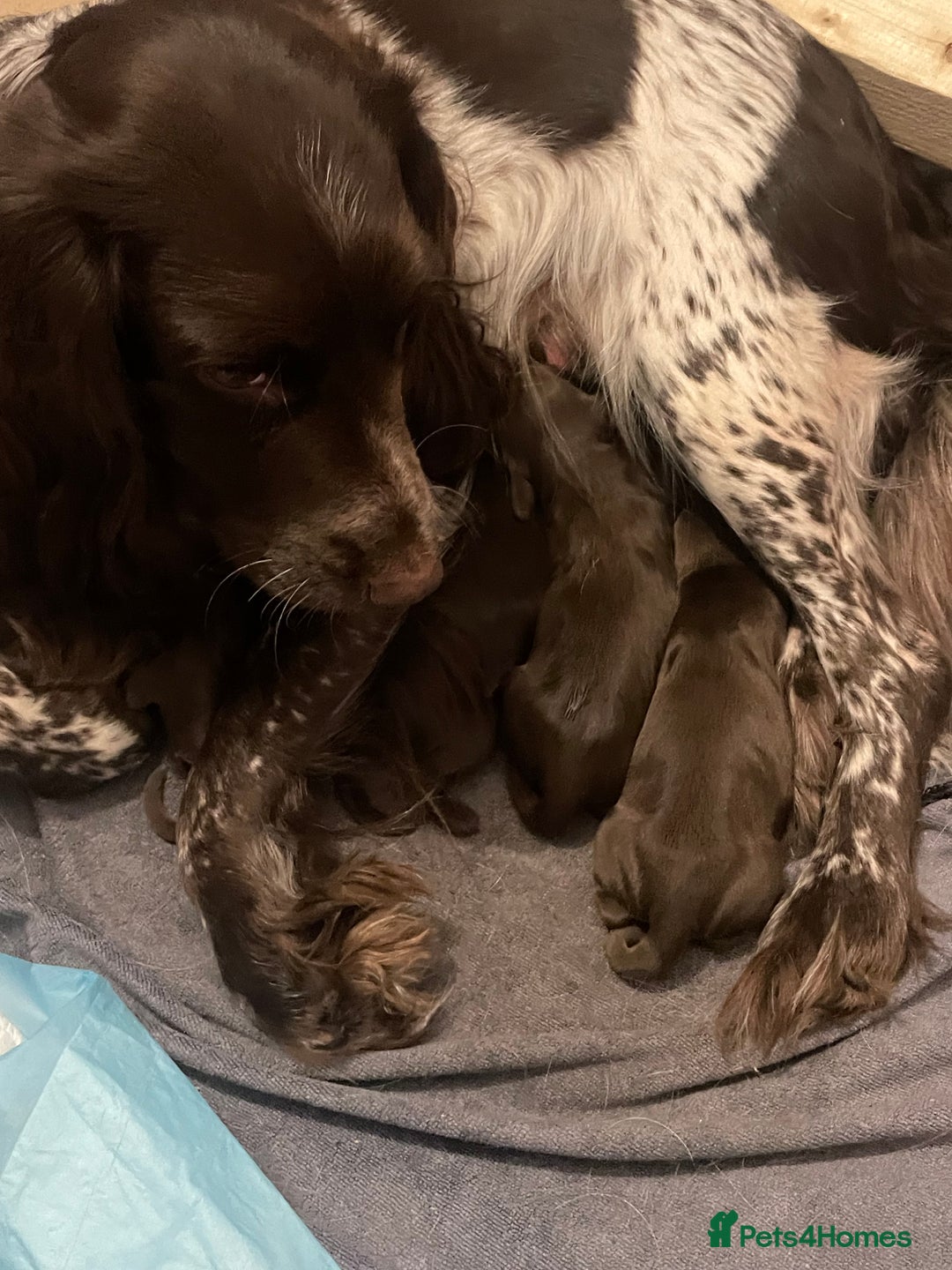 Cocker Spaniel dogs for sale: Working cocker spaniels  - Advert 10